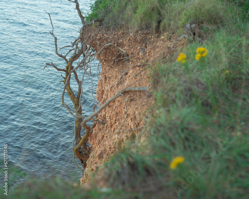 Interesting background, roots on a cliff above the sea photo