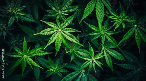 Drug legalization background - Closeup of marijuana leaves, cannabis plants, top view