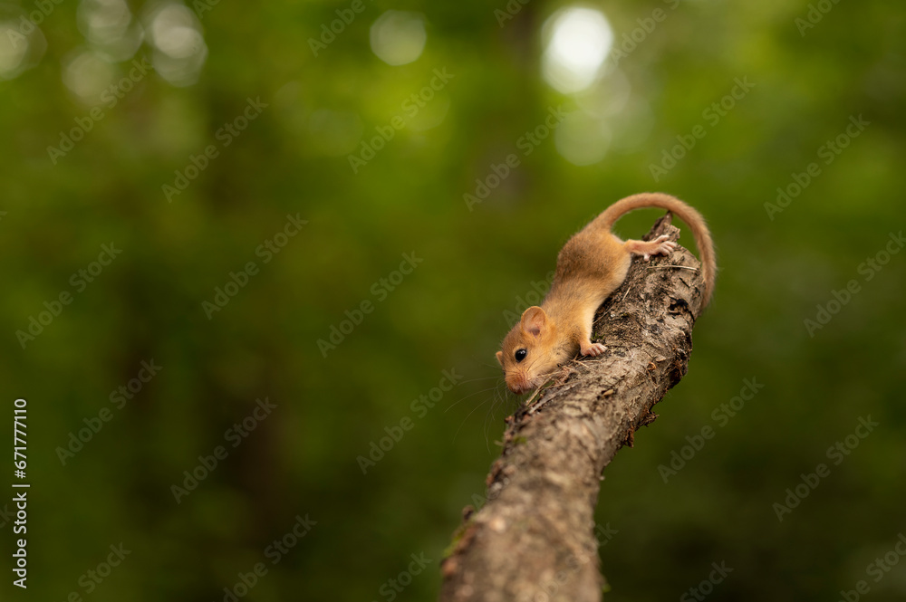 Cute hazel dormouse in depth of the forest Cute hazel dormouse in depth of the forest