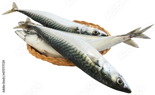 Atlantic mackerel