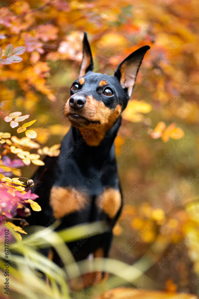 Close-up portrait of a black and tan miniature pinscher in the autumn leaves of a rosehip bush