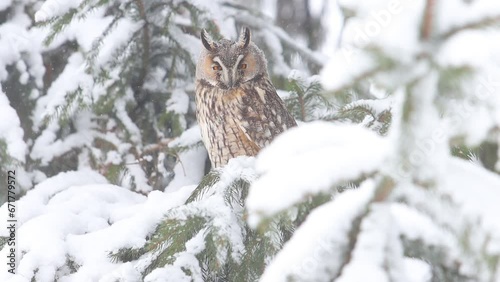 wise owl sits in a snowy forest