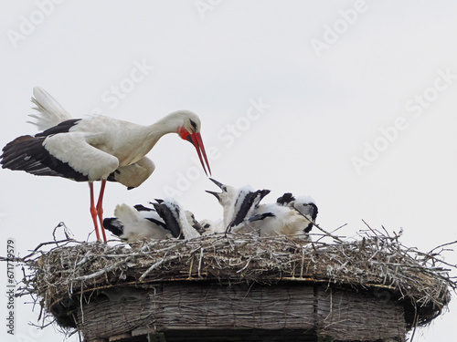 Storch mit seinen Jungen auf dem Nest, Jo und Hanni im Johannesbachtal in Bielefeld photo