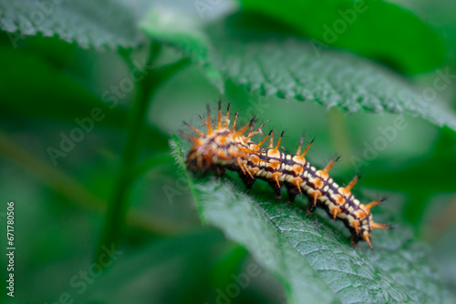 photo of caterpillars eating leaves © Lee hwa bin