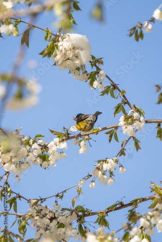 bird on a branch photo