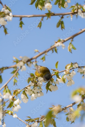 chanchito amarillo photo