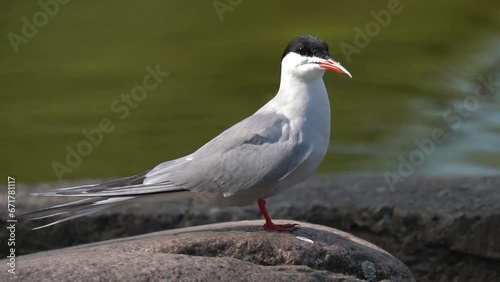 Common tern is waiting for fish sitting on the embankment of the river. Close-up. The common tern (Sterna hirundo) is a seabird in the family Laridae. 