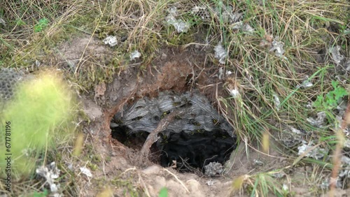 An underground wasp nest dug up by a honey buzzard. The European honey buzzard (Pernis apivorus), also known as the pern or common pern, is a bird of prey in the family Accipitridae.