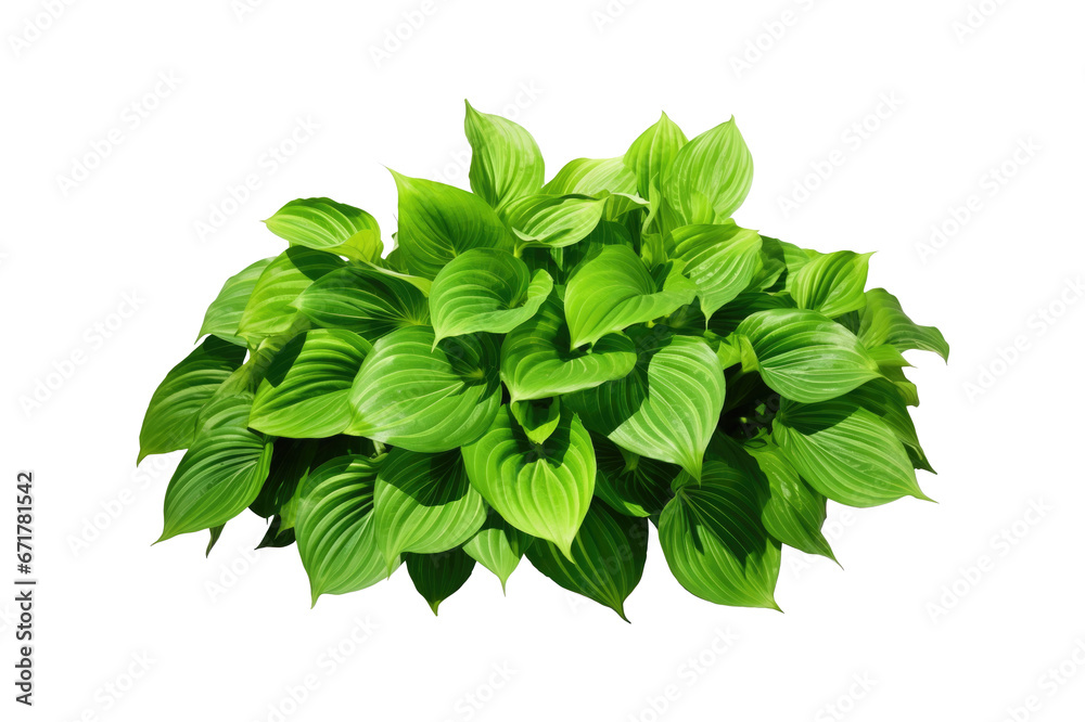 green leaves of tropical plant bush (Hosta, Plantain, ). PNG, cutout, or clipping path.
green leaves of tropical plant bush (Hosta, Plantain, ). PNG, cutout, or clipping path.