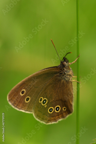 Ringlet butterfly on plant