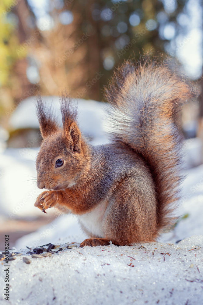 wild squirrel eats seeds, squirrel sits on snow close up in winter wild squirrel eats seeds, squirrel sits on snow close up in winter