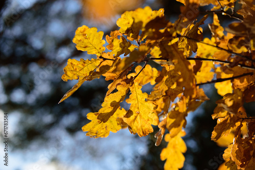 brown leaves on oak branches in a sunny autumn day