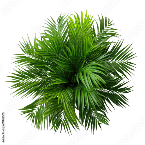 Green Areca House Plant.   isolated on transparent background . PNG  cutout  or clipping path. 