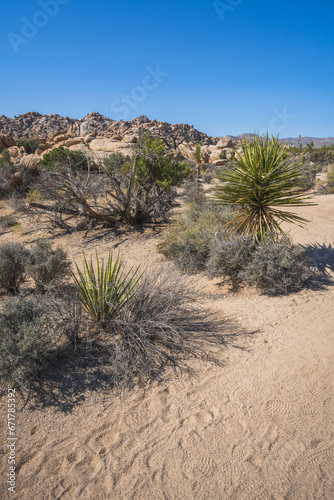 hiking the lost horse mine loop trail in joshua tree national park  california  usa