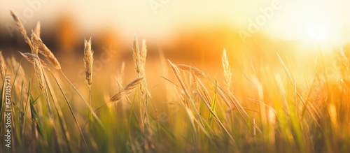 Sunset on a summer evening with grass against a spring backdrop providing ample space for duplication