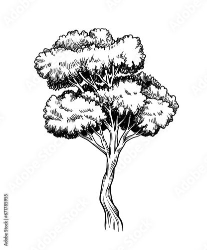 Oak trees vector hand drawn sketch