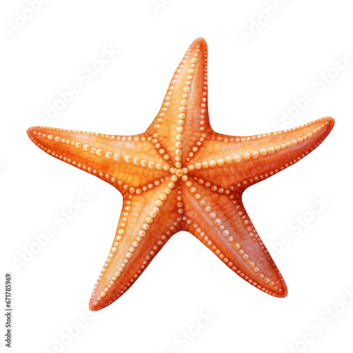 starfish isolated 