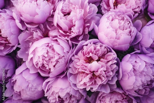violet peonies close up background