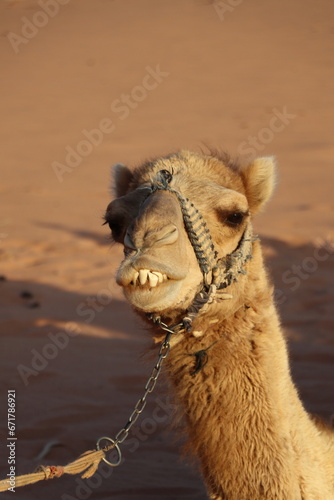 Dromadaire dans le désert de Wadi Rum - Jordanie