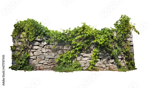 Bunch of green leaves hanging from the old wall on white transparent background. 