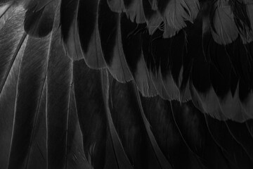 black feather pigeon macro photo. texture or background