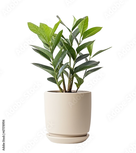 a ornamental plant (Zamioculcas ) in white pot, isolated on a transparent background. PNG, cutout, or clipping path. 