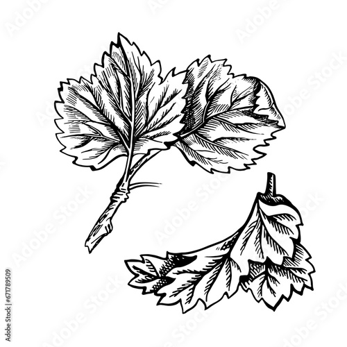 Currant leaves, hand drawn black and white graphic vector illustration. Isolated on a white background. Design element for packaging, printed products. For banners and menus, textiles and posters.