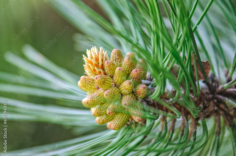 Green branch of pine with young fresh cones in close-up. Green branch of pine with young fresh cones in close-up.