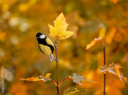 a small bright bird tit sits on branches with bright maple leaves in autumn s...