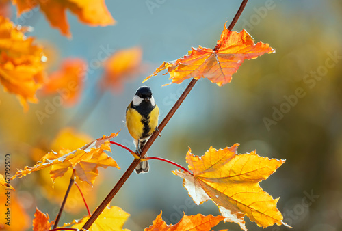 bright little bird tit sits on a maple tree branch with golden autumn leaves