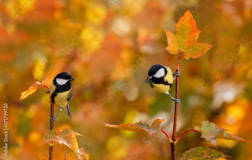two bright beautiful bird tits sitting on a maple tree branch with golden aut...
