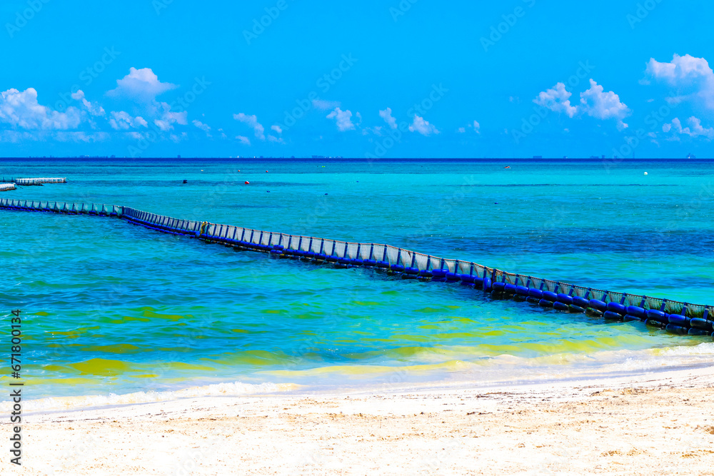 Seaweed Sargazo net caribbean beach water Playa del Carmen Mexico. - obrazy, fototapety, plakaty 