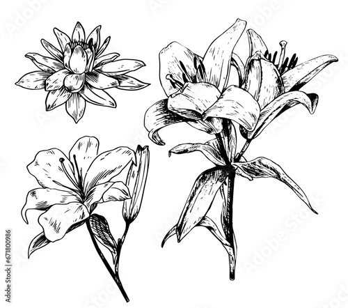 Lilies vector illustration set