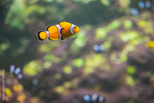 Clownfish in the aquarium