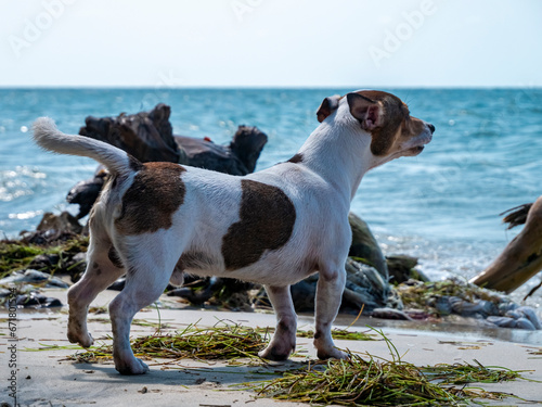 Fototapeta Naklejka Na Ścianę i Meble -  Jack Russell Terrier puppy at the beach