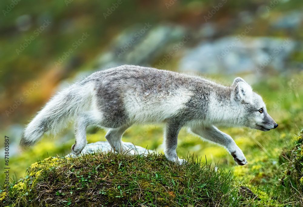 Naklejka premium Arctic Fox - Svalbard