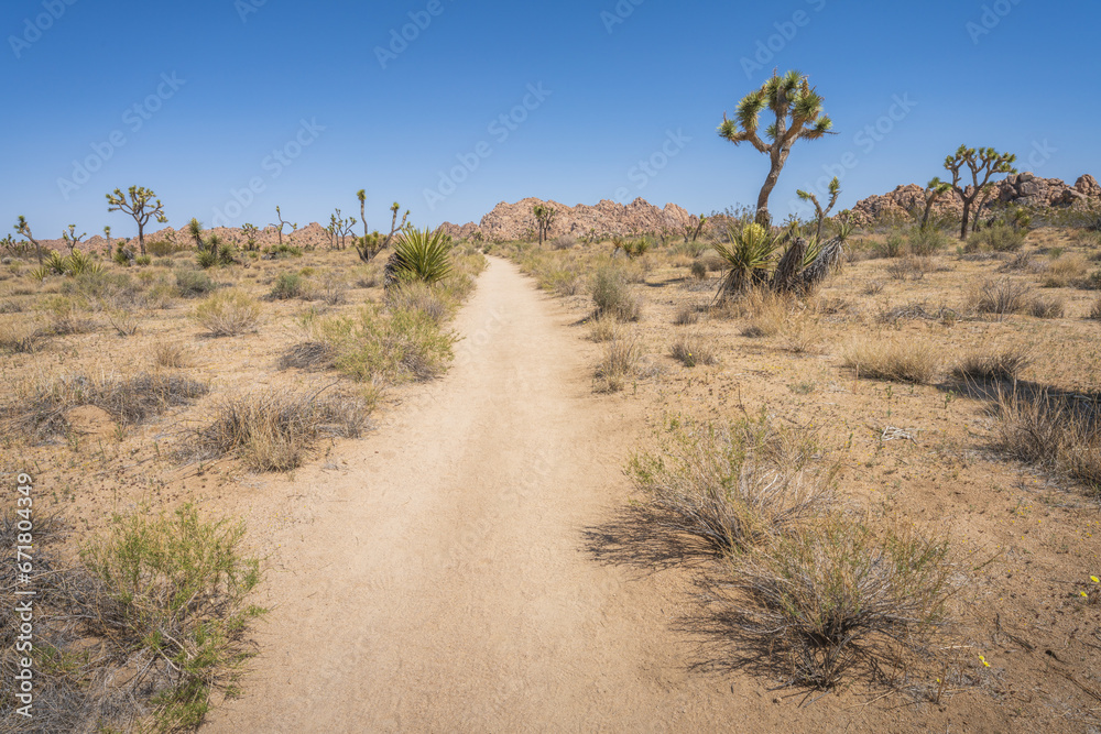 hiking the lost horse mine loop trail in joshua tree national park, california, usa