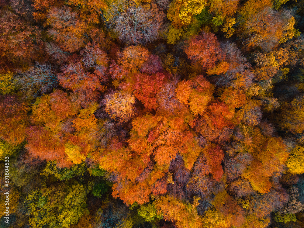 Aerial top view of yellow and orange autumn trees in forest Aerial top view of yellow and orange autumn trees in forest