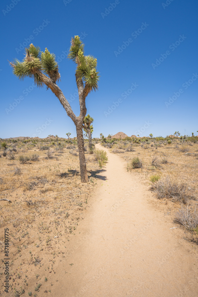 hiking the lost horse mine loop trail in joshua tree national park, california, usa