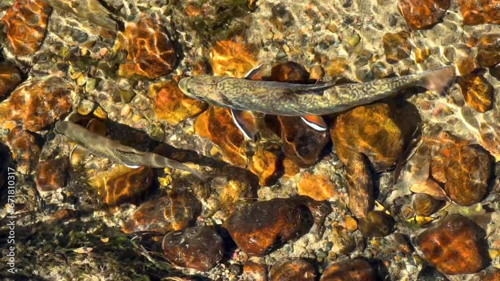 Rainbow Trout swimming in a stream Rainbow Trout swimming in a stream