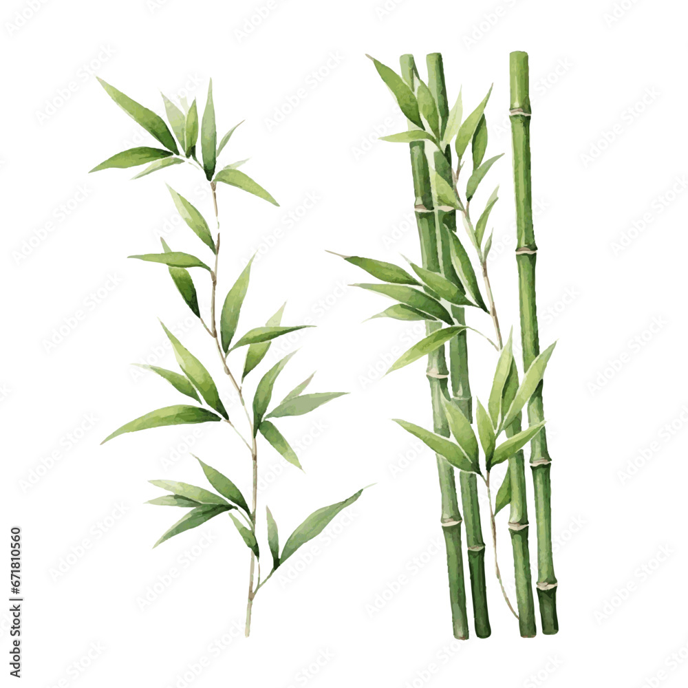 Fototapeta premium watercolor bamboo set for card decor on white background