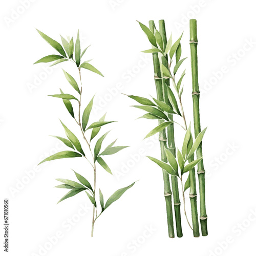 watercolor bamboo set for card decor on white background © Oleksiy