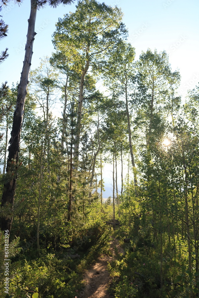 Fototapeta premium Magical Colorado Trees