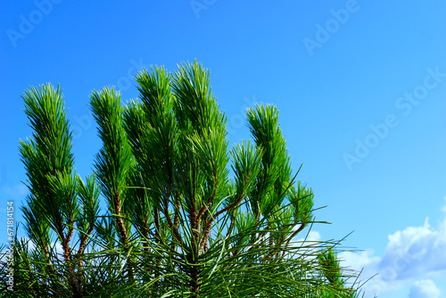 Top of the evergreen pine tree in front of the azure blue sky photo