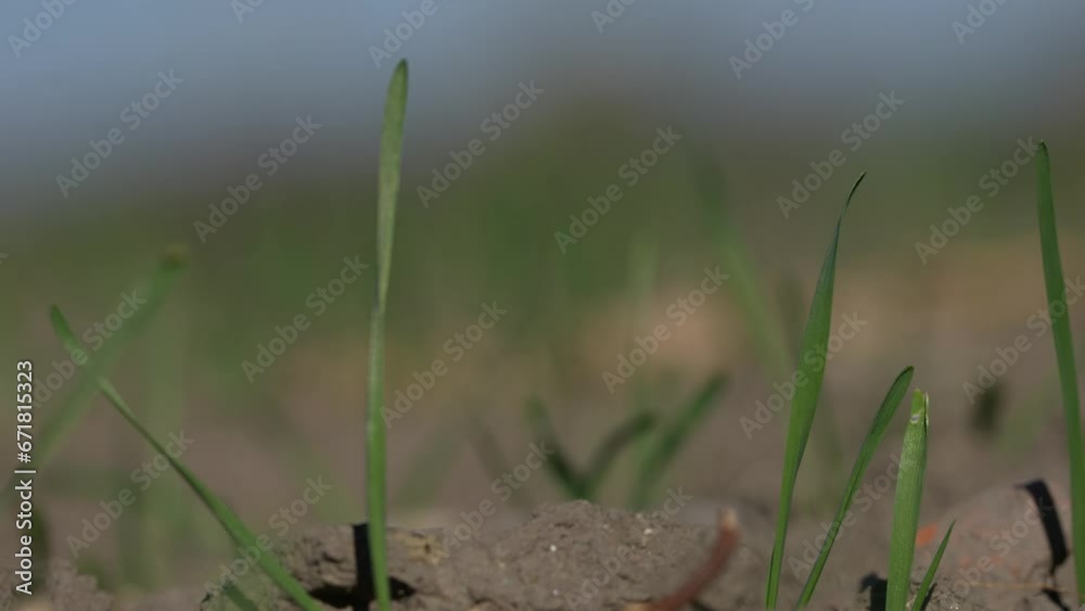 blades of grass with selective focus. detail. 4k video. blades of grass with selective focus. detail. 4k video.