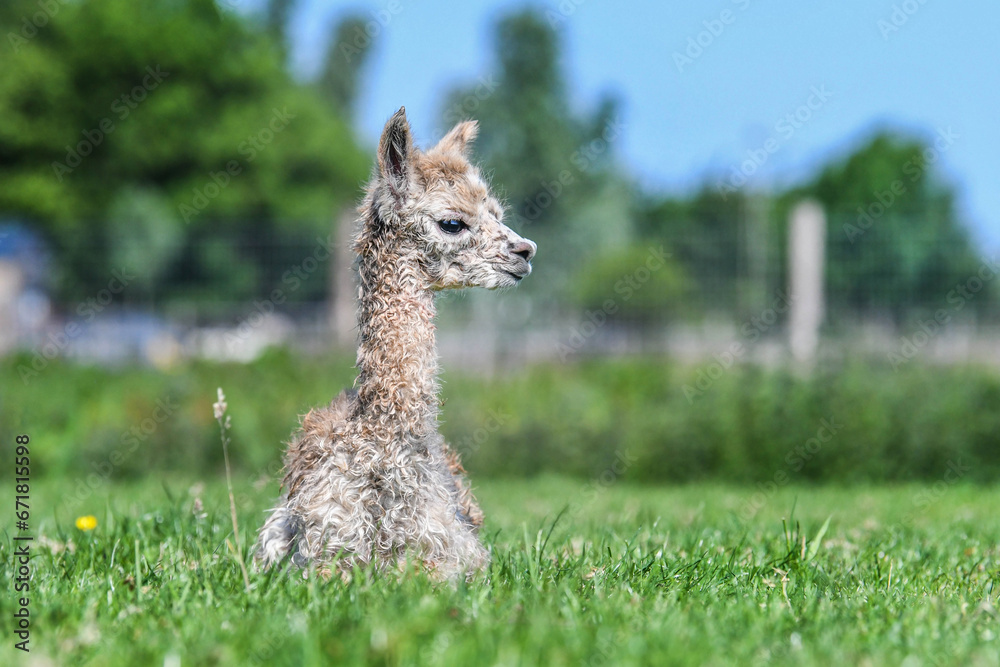 alpaca