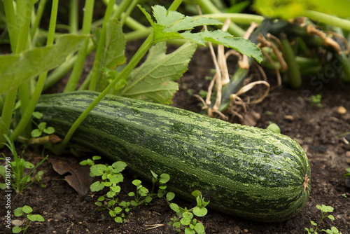 Green striped zucchini, vegetable plant grow outdoor on garden bed in garden close up. Organic gardening, growing vegetables