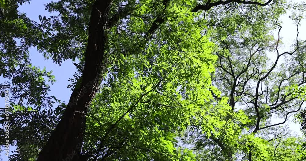 hornbeam trees in the autumn season in sunny weather, hornbeam with color-changing foliage in the autumn season hornbeam trees in the autumn season in sunny weather, hornbeam with color-changing foliage in the autumn season