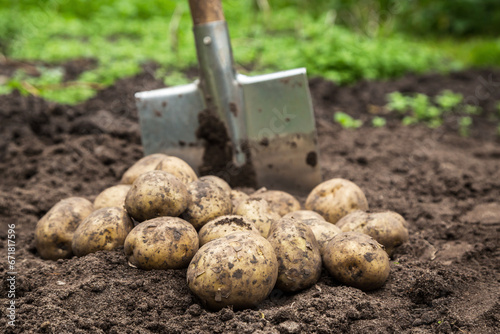 Organic potato harvest close up. Freshly harvested potatoes vegetables with shovel on soil in garden photo