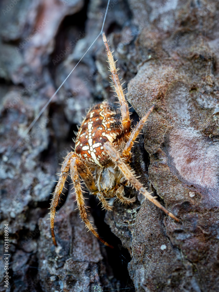 macro close up of an European garden spider (Araneus diadematus) on a tree trunk macro close up of an European garden spider (Araneus diadematus) on a tree trunk